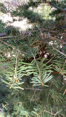 Abies concolor
