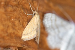 Microtheoris ophionalis