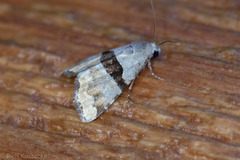 Cobubatha lixiva