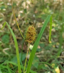 Carex squarrosa