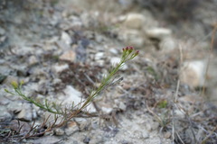 Galatella linosyris