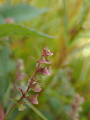 Scutellaria
