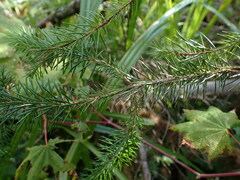 Picea sitchensis