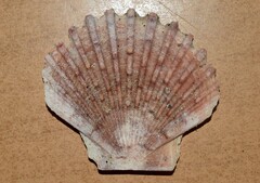 Pecten jacobaeus