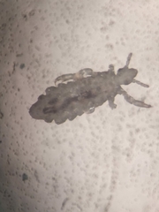 Pediculus humanus