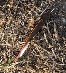 Colaptes auratus cafer