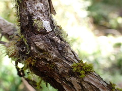 Scytinium polycarpum