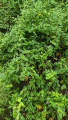 Lonicera periclymenum