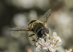 Eristalis hirta