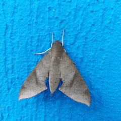 Pachylioides resumens