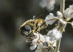 Eristalis hirta