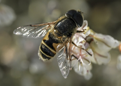 Eristalis hirta
