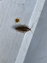 Ectobius vittiventris