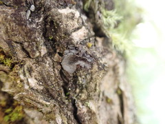 Scytinium polycarpum