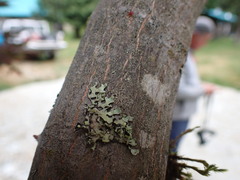 Hypotrachyna sinuosa