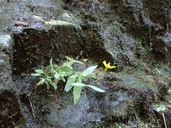 Arnica lanceolata