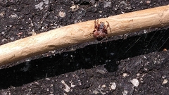Araneus