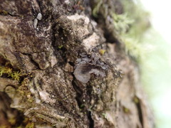 Scytinium polycarpum