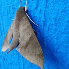 Pachylioides resumens