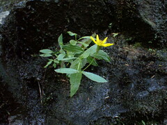 Arnica lanceolata
