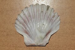 Pecten jacobaeus