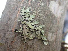 Hypotrachyna sinuosa