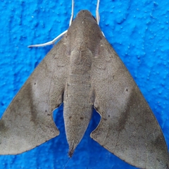 Pachylioides resumens