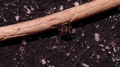 Araneus
