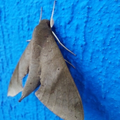 Pachylioides resumens