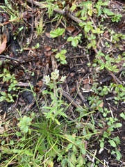 Pseudognaphalium obtusifolium