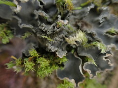 Peltigera collina