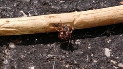 Araneus