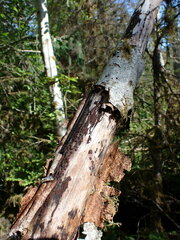 Jackrogersella multiformis