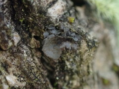 Scytinium polycarpum