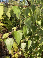 Betula occidentalis