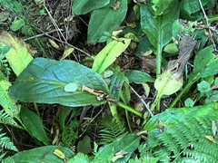 Lysichiton americanus