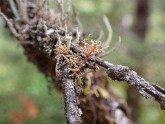 Sphaerophorus tuckermanii