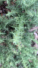 Ulex europaeus