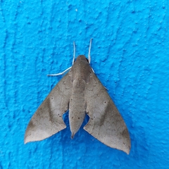 Pachylioides resumens