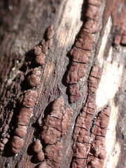 Jackrogersella multiformis