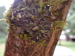 Peltigera collina