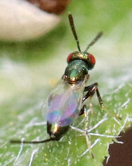 Torymidae