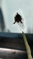 Araneus
