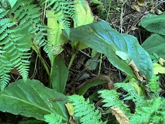 Lysichiton americanus