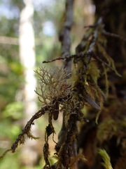 Sphaerophorus tuckermanii