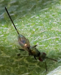 Torymidae
