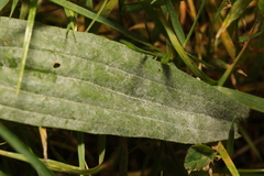 Golovinomyces sordidus