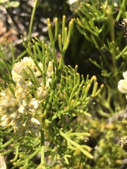 Serruria ascendens