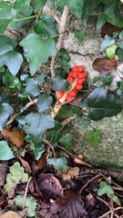 Arum maculatum
