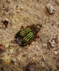 Carabus auronitens
